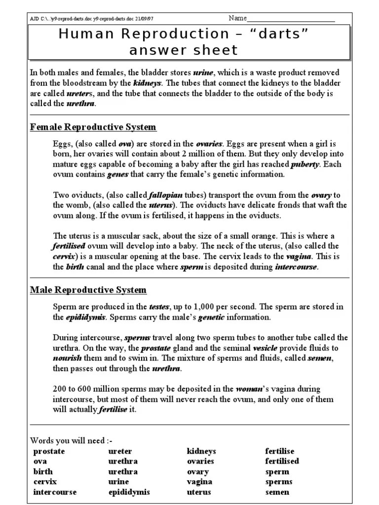 human reproduction worksheets yr 7 reproductive system human