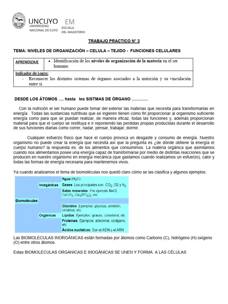 Niveles De Organización - Celula - Tejido - Funciones Celulares | PDF | Biología Celular ...