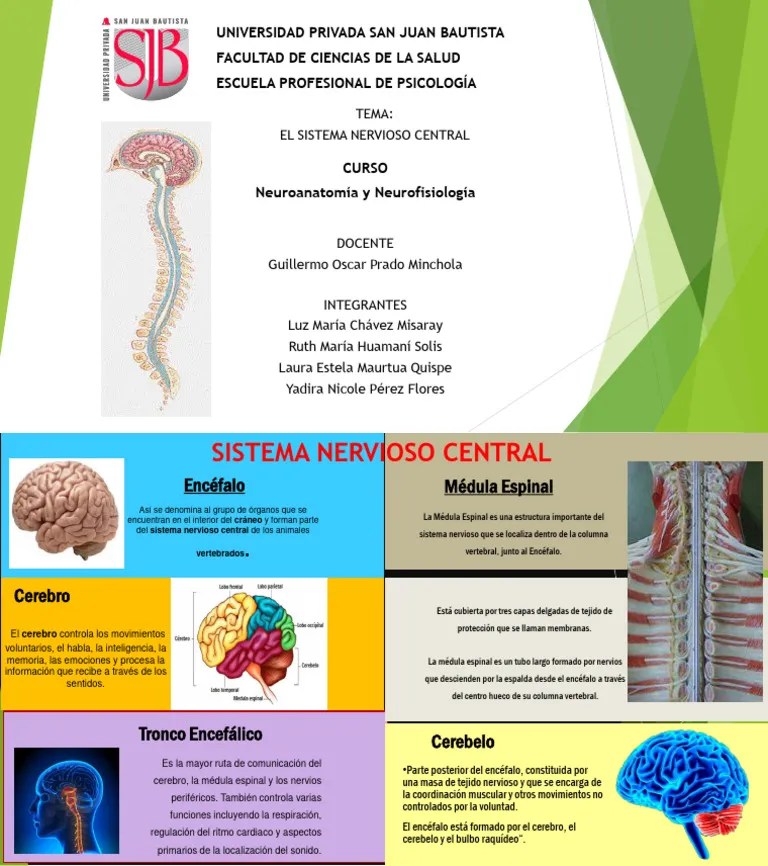 Sistema Nervioso Central | PDF | Cerebro | Sistema Nervioso
