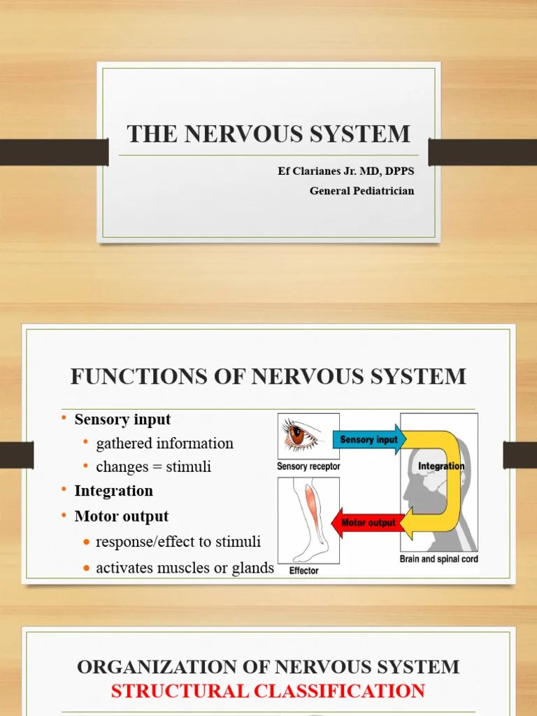 Nervous System 1 | PDF | Axon | Neuron