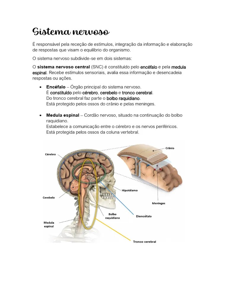 Sistema Nervoso | PDF | Sistema Nervoso Central | Cérebro