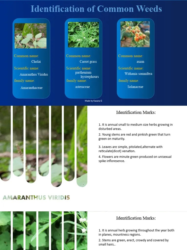 Identification Of Common Weeds | PDF
