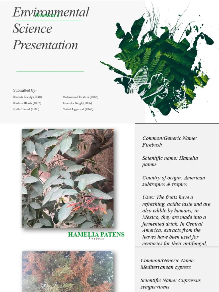 Environmental Science Presentation | PDF | Plants | Botany