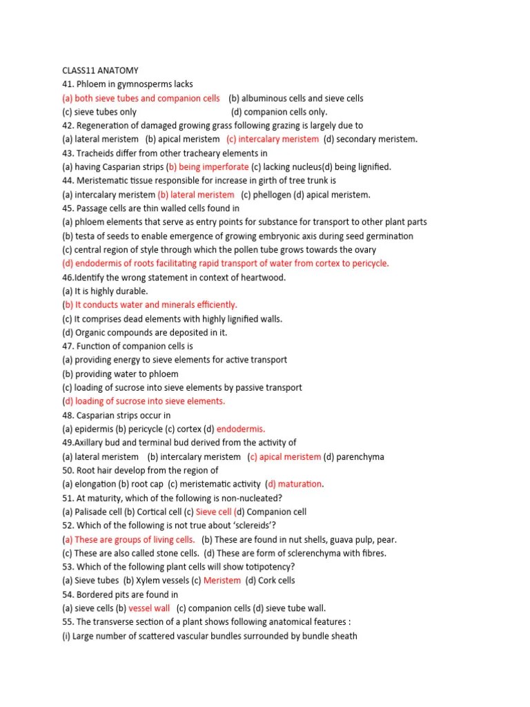 Class11 Anatomy | PDF | Plant Stem | Root