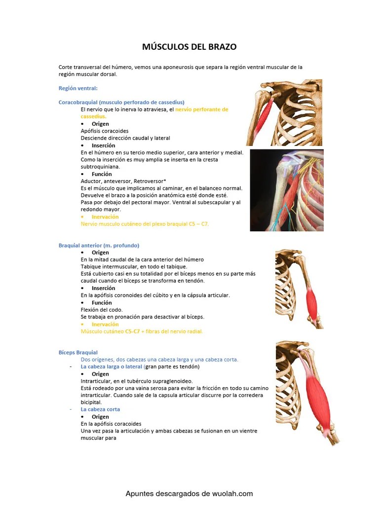 'wuolah-free-Tema 21 Anatomia.pdf' | PDF | Codo | Tejido Suave