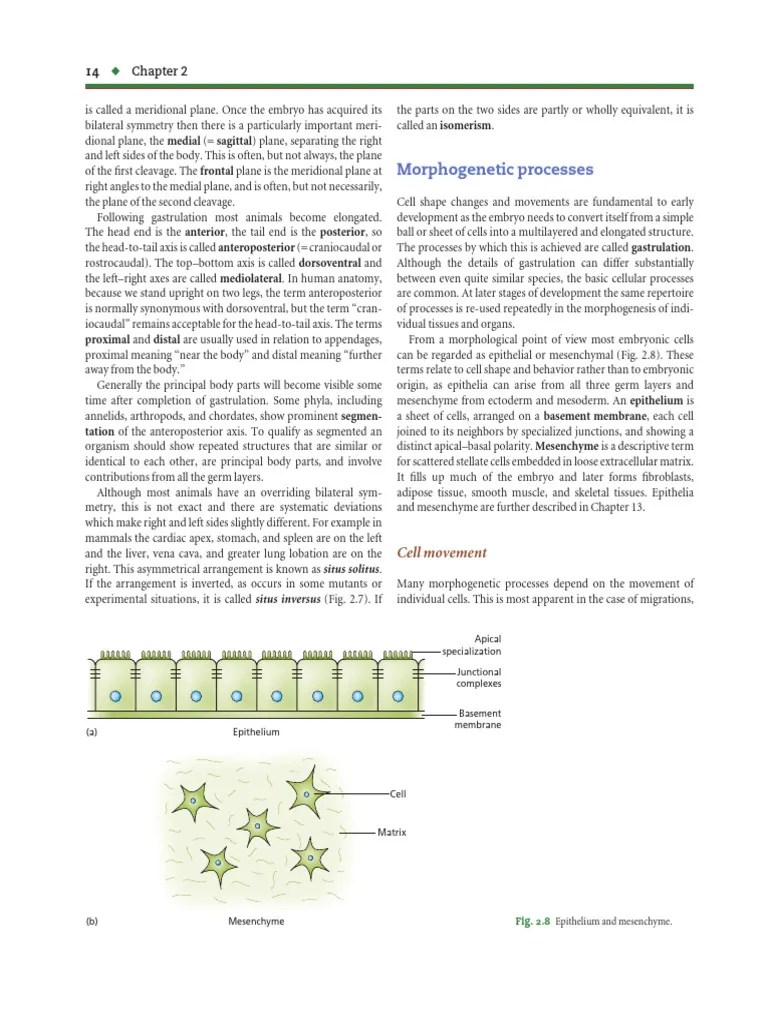 Morphogenetic Processes Types Of Movements | PDF