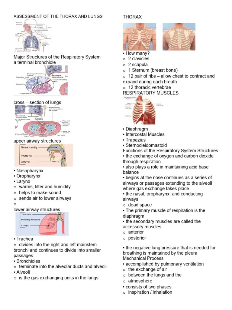 Assessment Of The Thorax And Lungs | PDF | Respiratory Tract | Lung