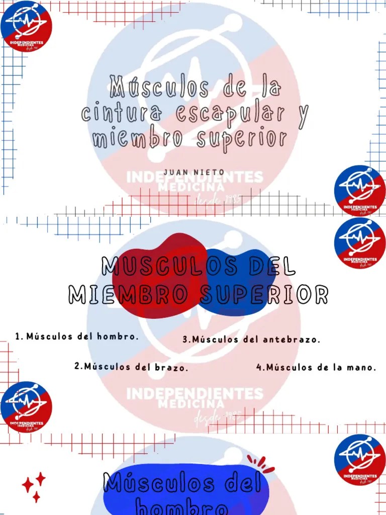 Musculos Miembro Sup IM | Descargar Gratis PDF | Mano | Extremidades (anatomía)