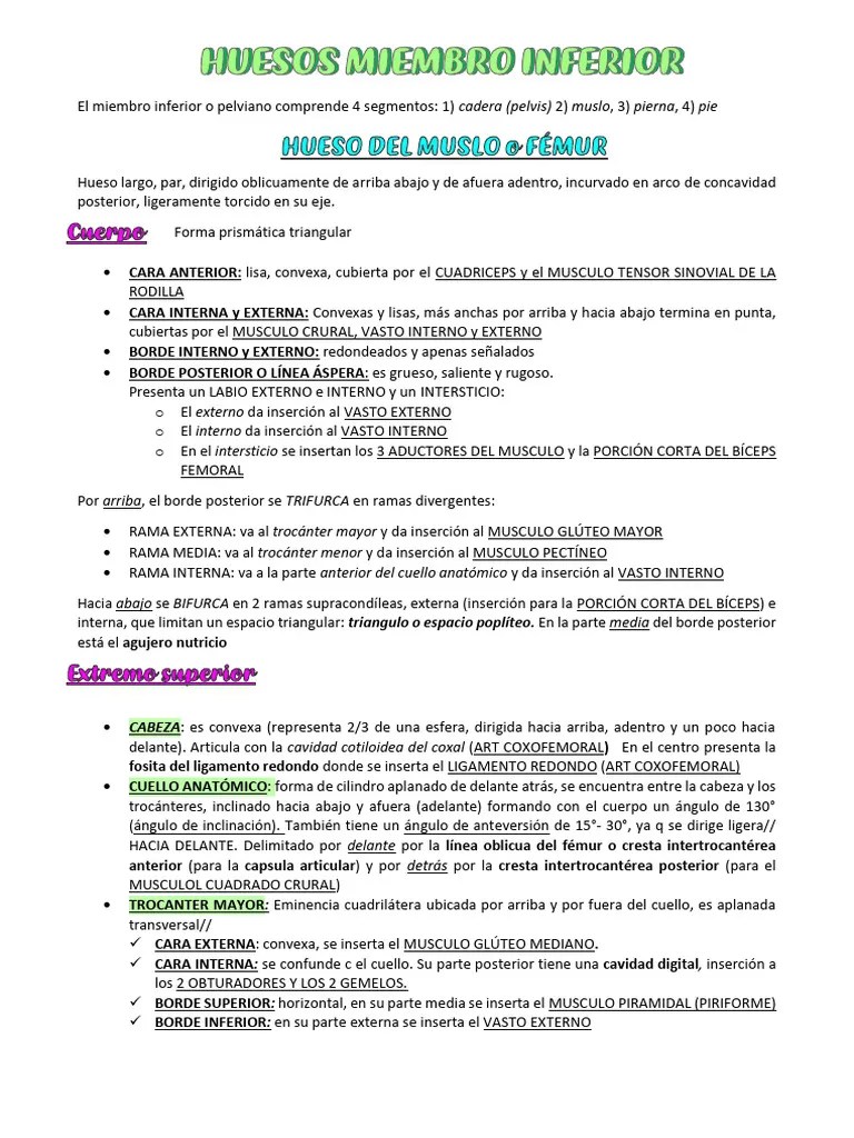 Resumen Anato 4 (Miembro Inferior) | PDF