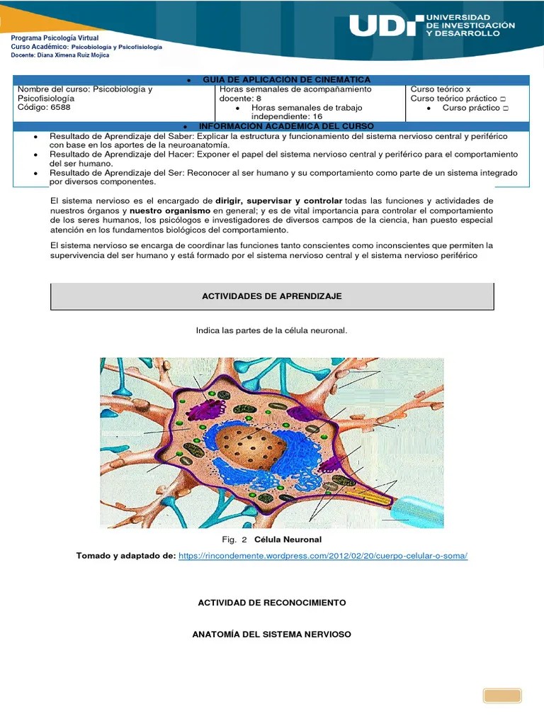 Guía Sistema Nervioso | PDF | Fluido Cerebroespinal | Sistema Nervioso ...