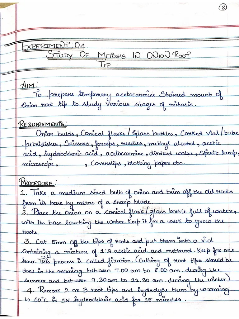 Expt 04 Study Of Mitosis In Onion Root Tip | PDF