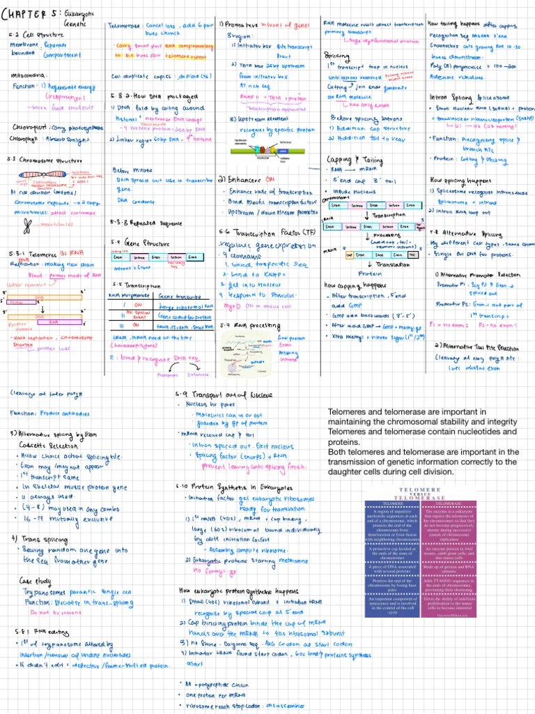 CHAPTER 5 - Eukaryotic | PDF | Intron | Exon