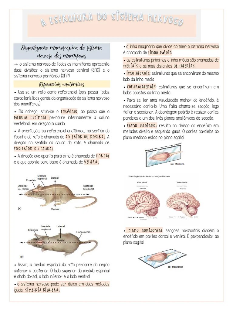 Resumo Sistema Nervoso Original | PDF