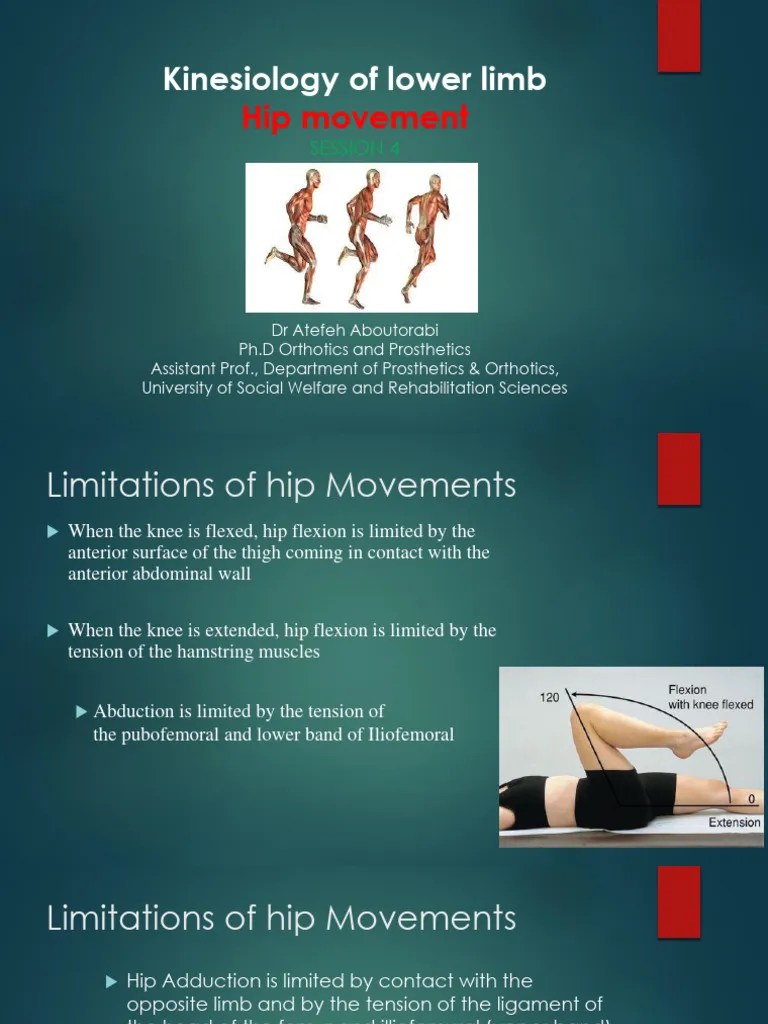 Session4 Hip Movement | PDF | Pelvis | Anatomical Terms Of Motion