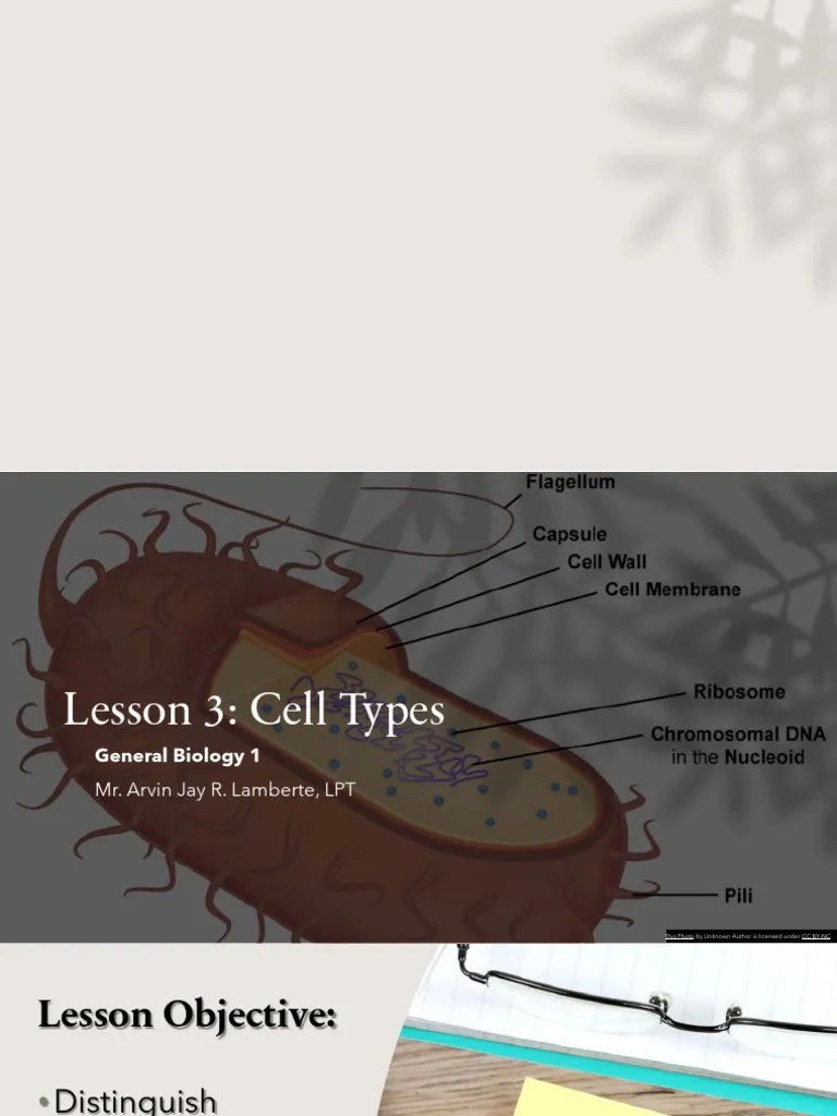Lesson 3 - Cell Types | PDF | Cell (Biology) | Prokaryote