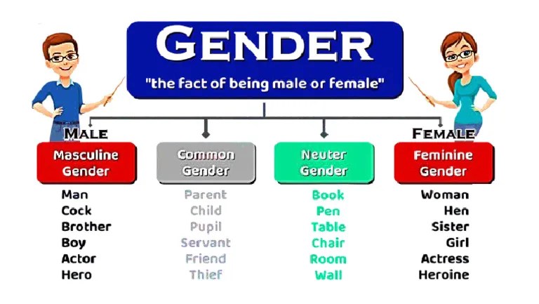 Genders In English Grammar | PDF