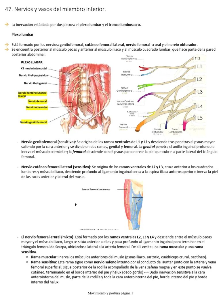 Nervios Y Vasos Del Miembro Inferior | PDF | Anatomía Del Miembro Inferior | Extremidades (anatomía)