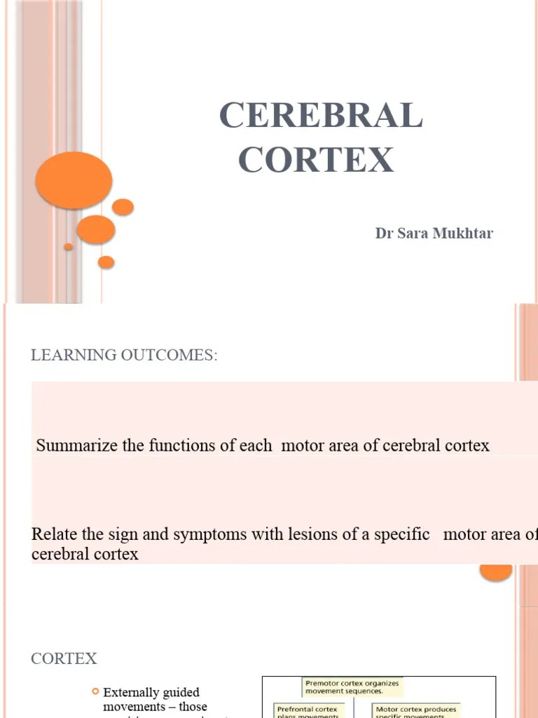 Cerebral Cortex | PDF | Cerebral Cortex | Frontal Lobe