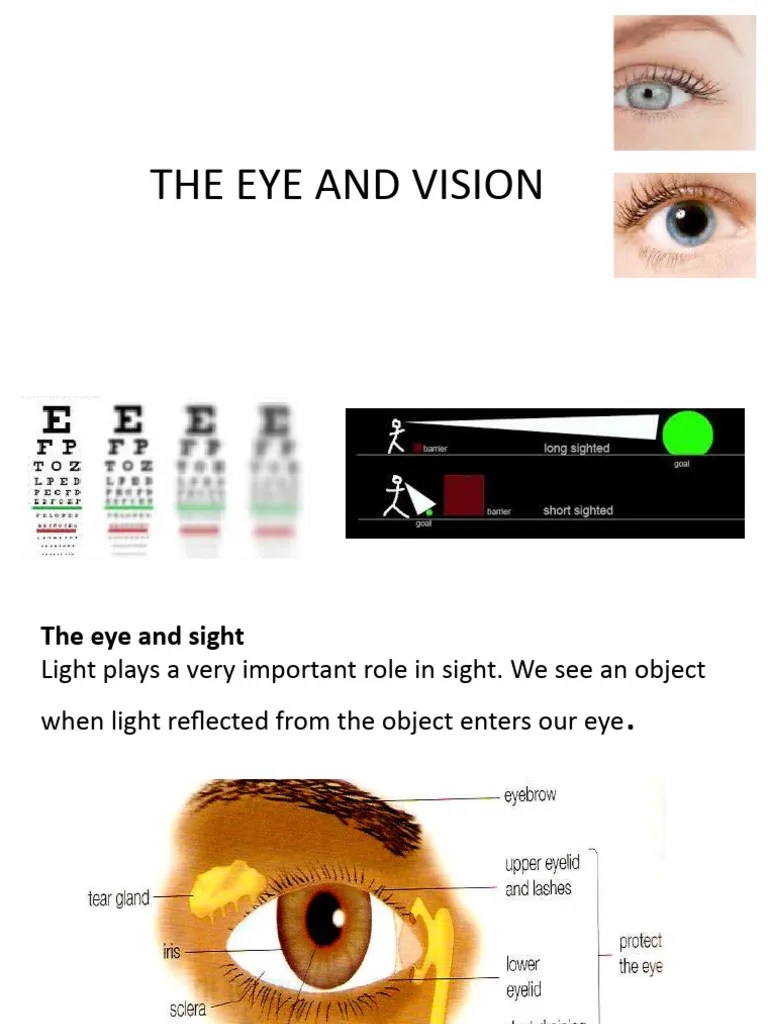 Eye And Vision | Download Free PDF | Eye | Human Eye