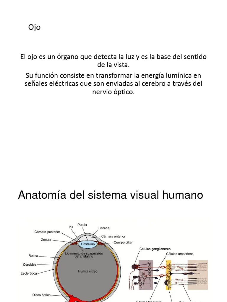 Anatom A Ojo Y V A Visual Pdf Ojo Humano Percepci N Visual - Landscape Wallpaper Collection - 8K Quality