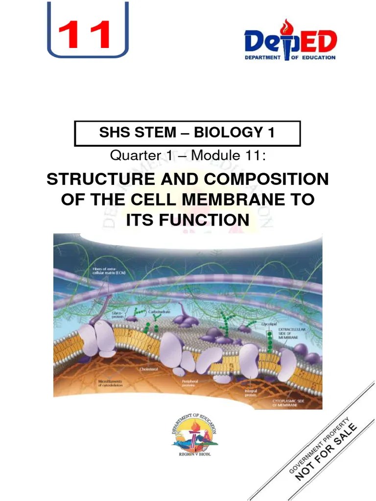 Ucture And Composition Of Cell Membrane To Its Functions | PDF | Cell ...