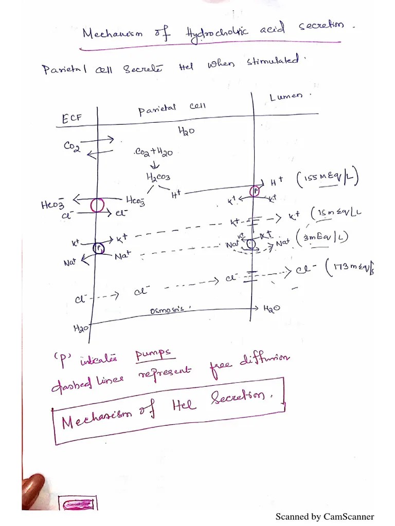 Mechanism Of Hcl Secretion | PDF
