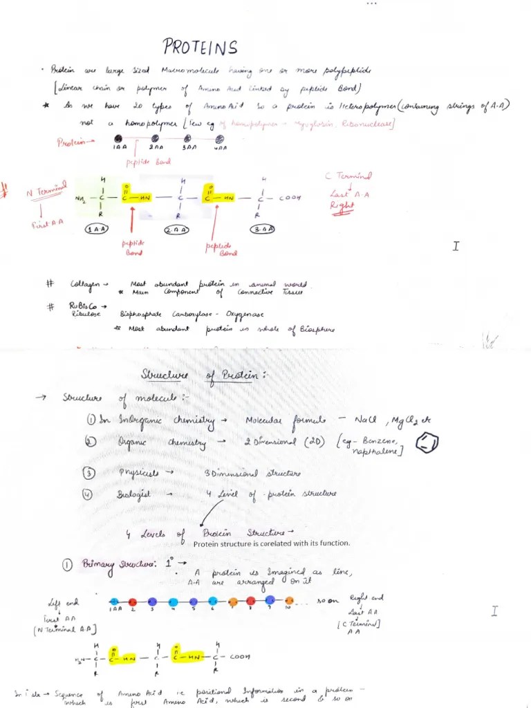 Protein | PDF | Proteins | Chemical Compounds