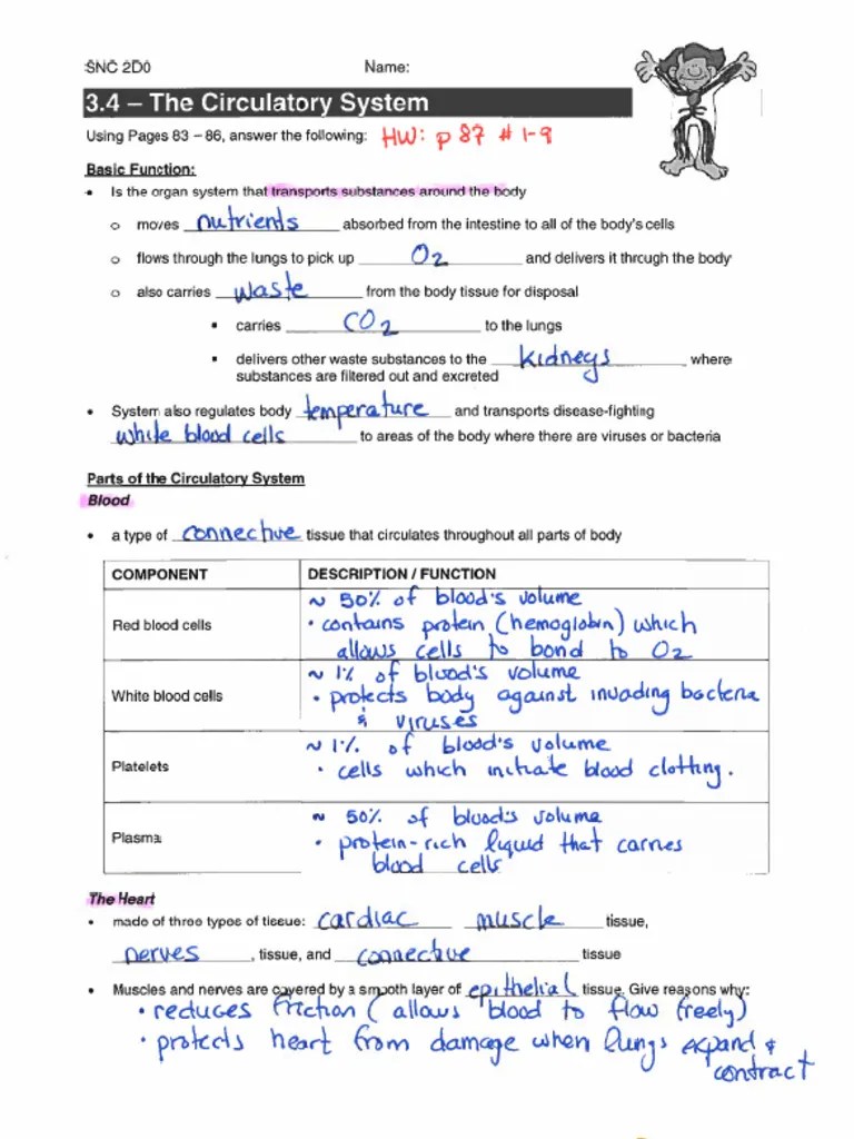 3.4 The Circulatory System (Answers) | PDF