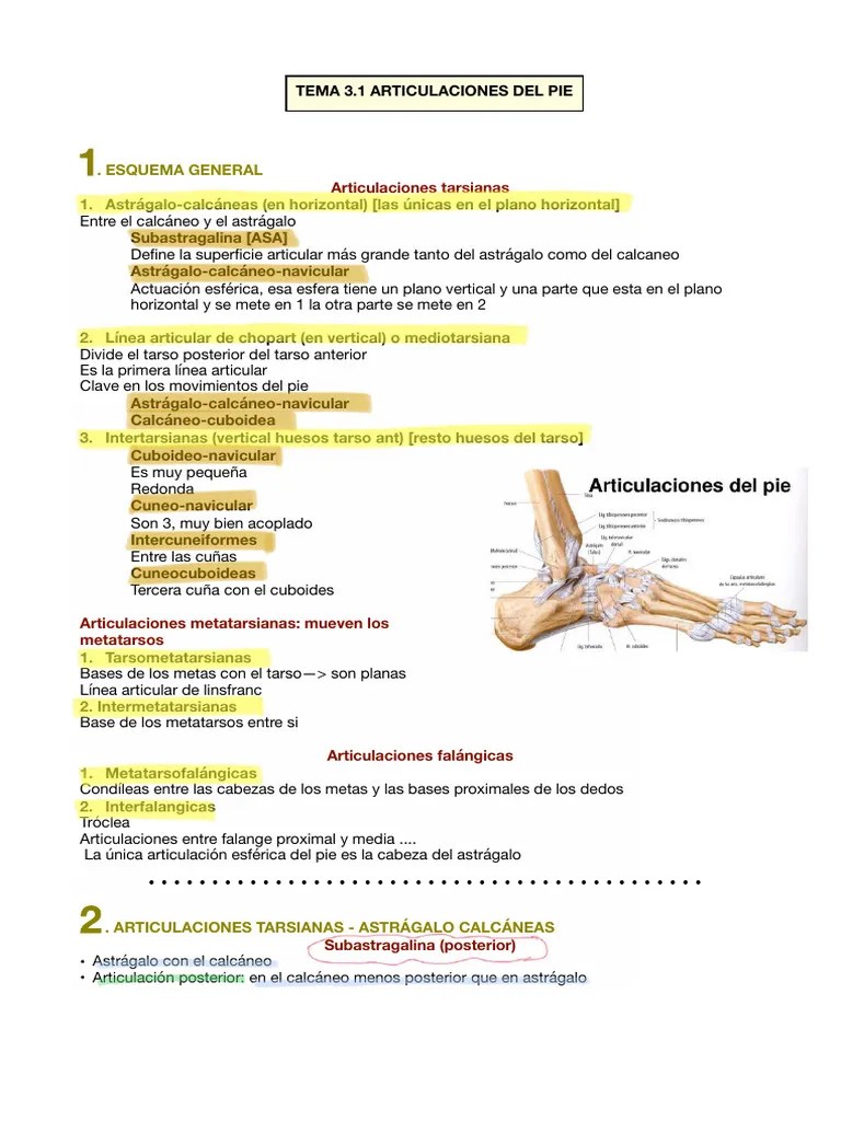 Apuntes-de-anatomia-de-la-extremidad-inferior | PDF | Articulación | Pie