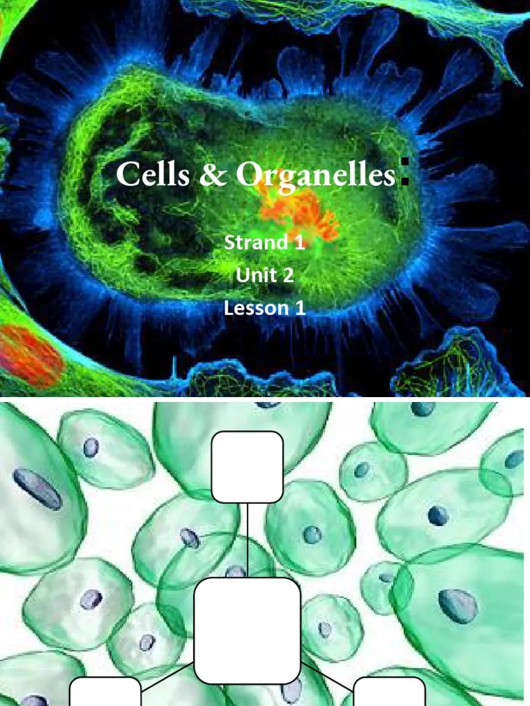 Cells And Organelles | PDF | Cell Membrane | Cell (Biology)