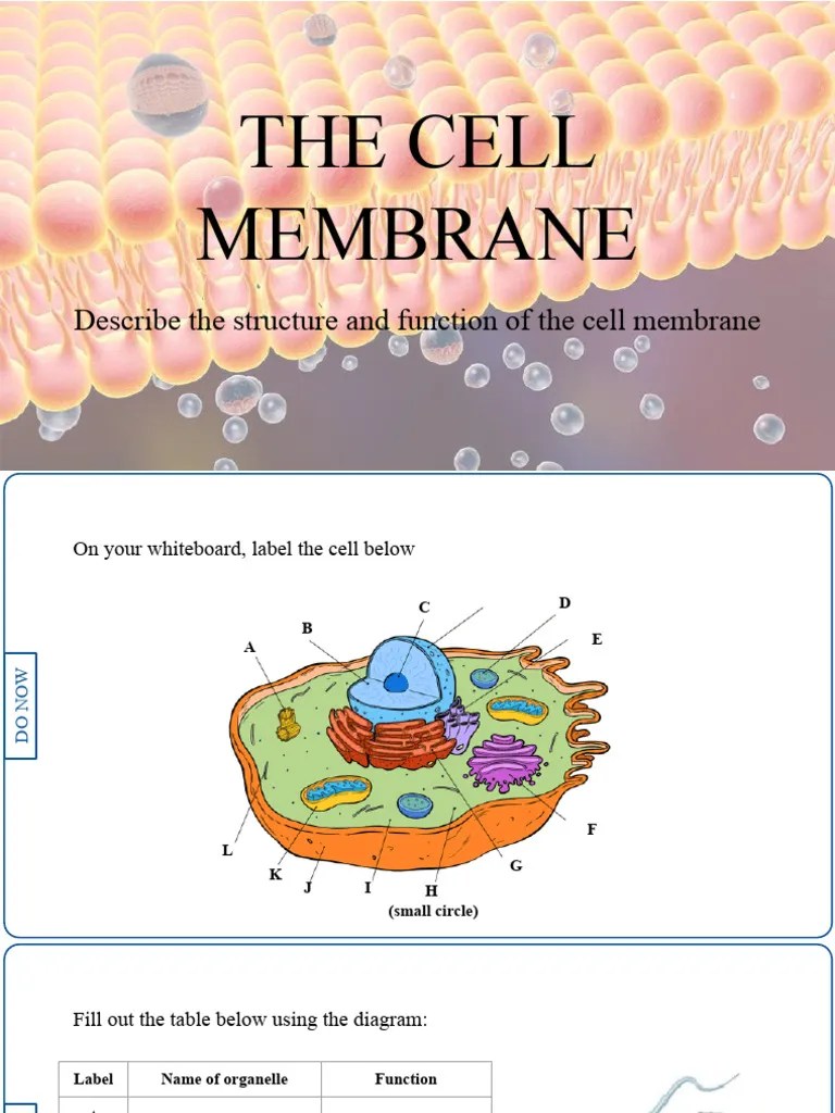 The Cell Membrane | PDF | Cell Membrane | Lipid Bilayer
