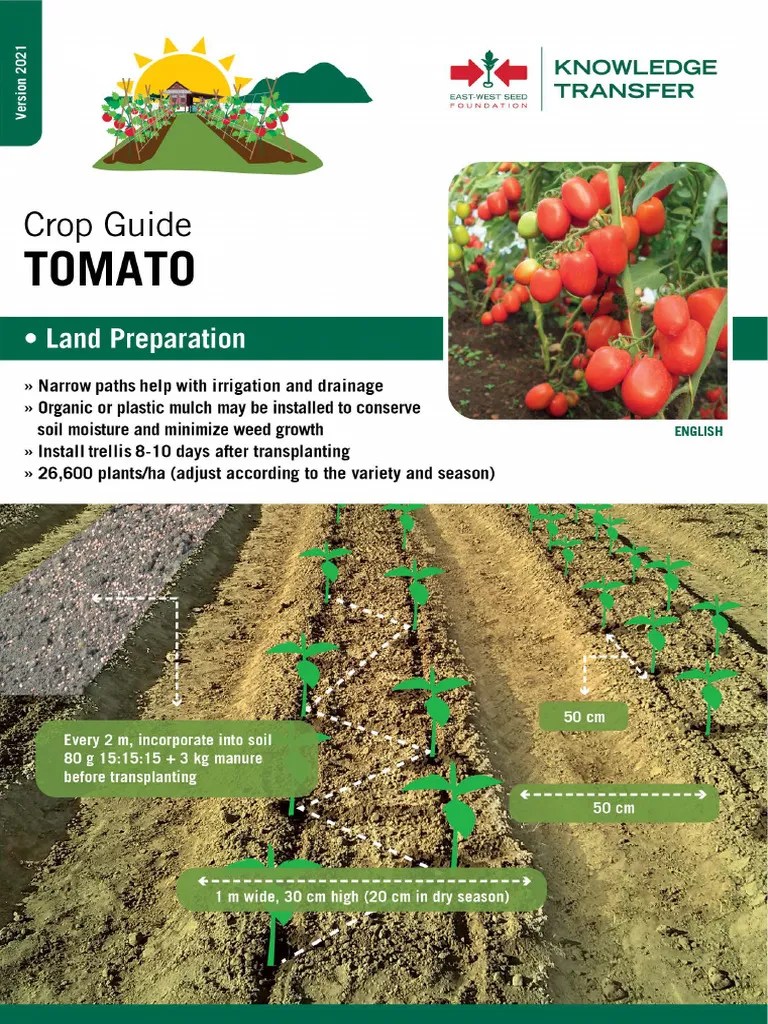 Tomato | PDF