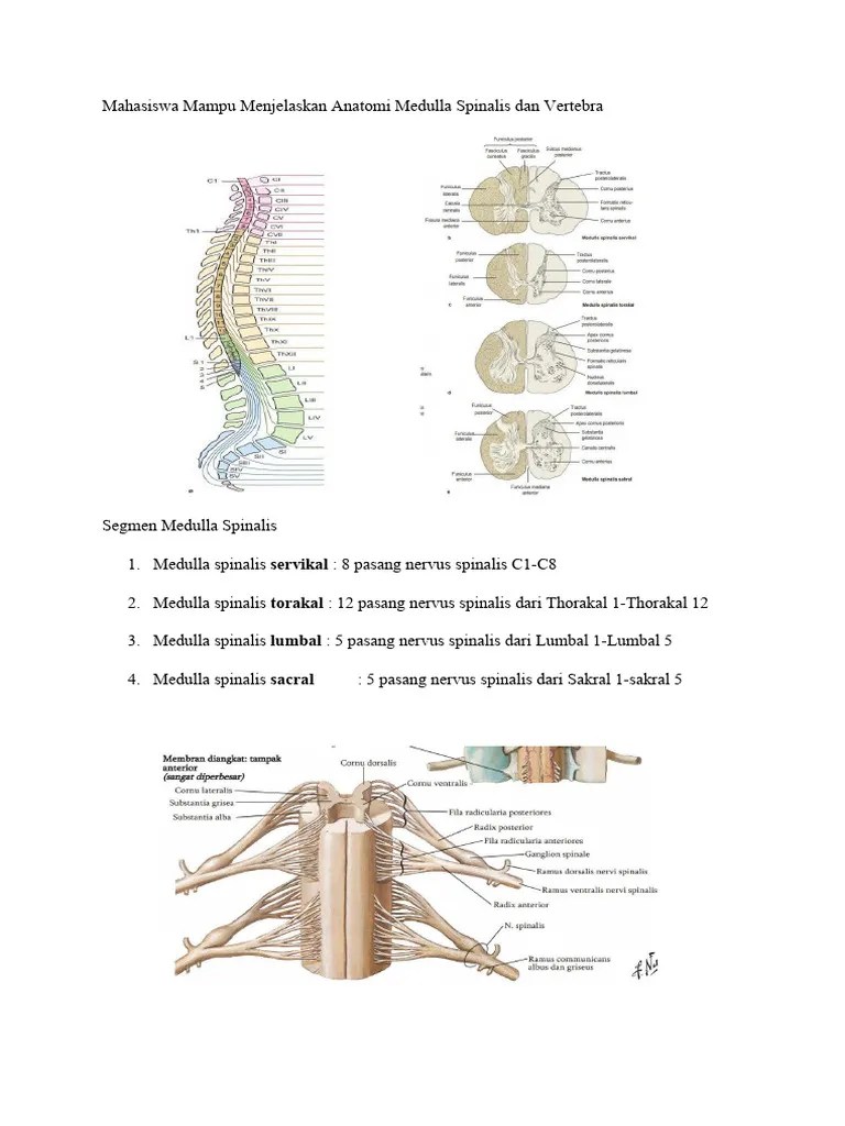 Anatomi Medulla Spinalis Dan Vertebra | PDF
