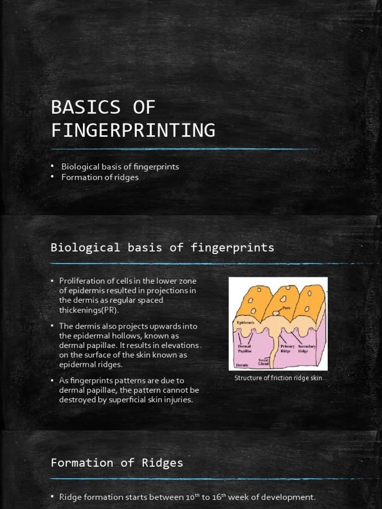 Basics Of Fingerprinting | PDF | Skin | Epidermis