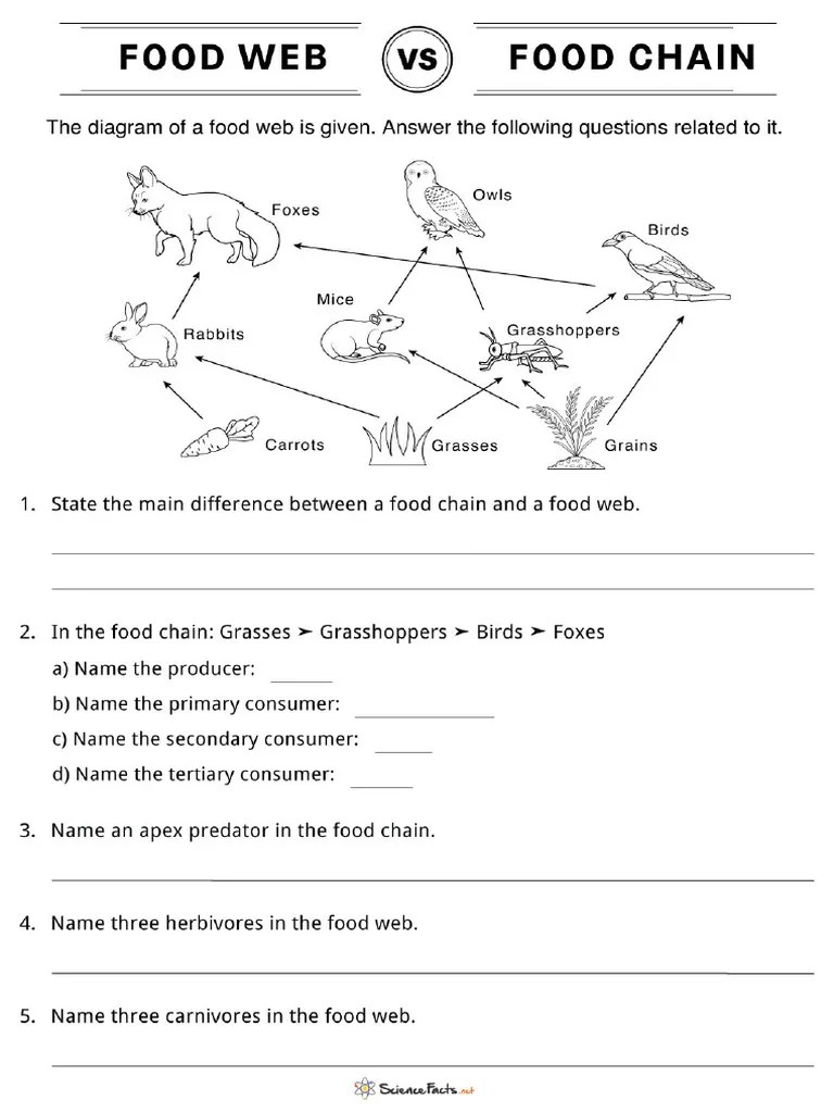 Food Web Vs Food Chain Practice Worksheet | PDF