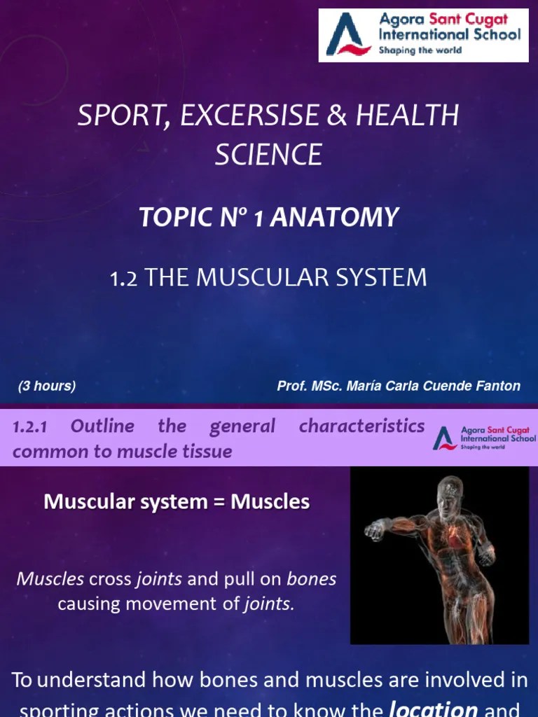 1.2 TheMuscularSystem | PDF | Arm | Skeletal Muscle