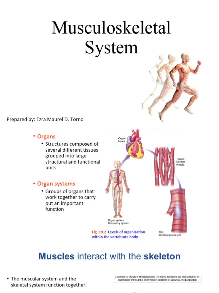 Musculoskeletal System GenBio2 | PDF | Skeleton | Muscle Contraction