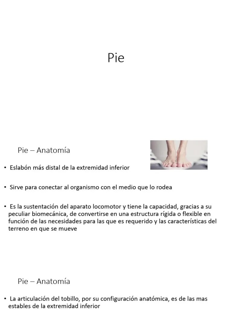 20pie Anatomia | PDF | Pie | Tobillo
