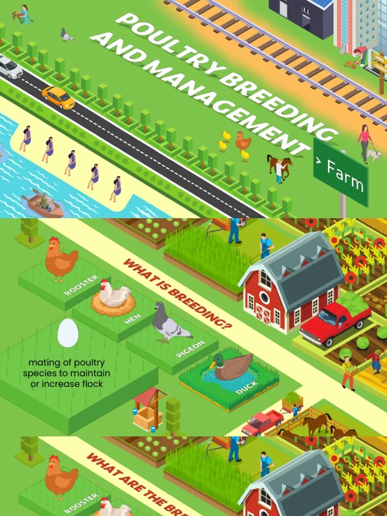 GROUP 1_Poultry Breeding And Management | PDF | Inbreeding | Chicken