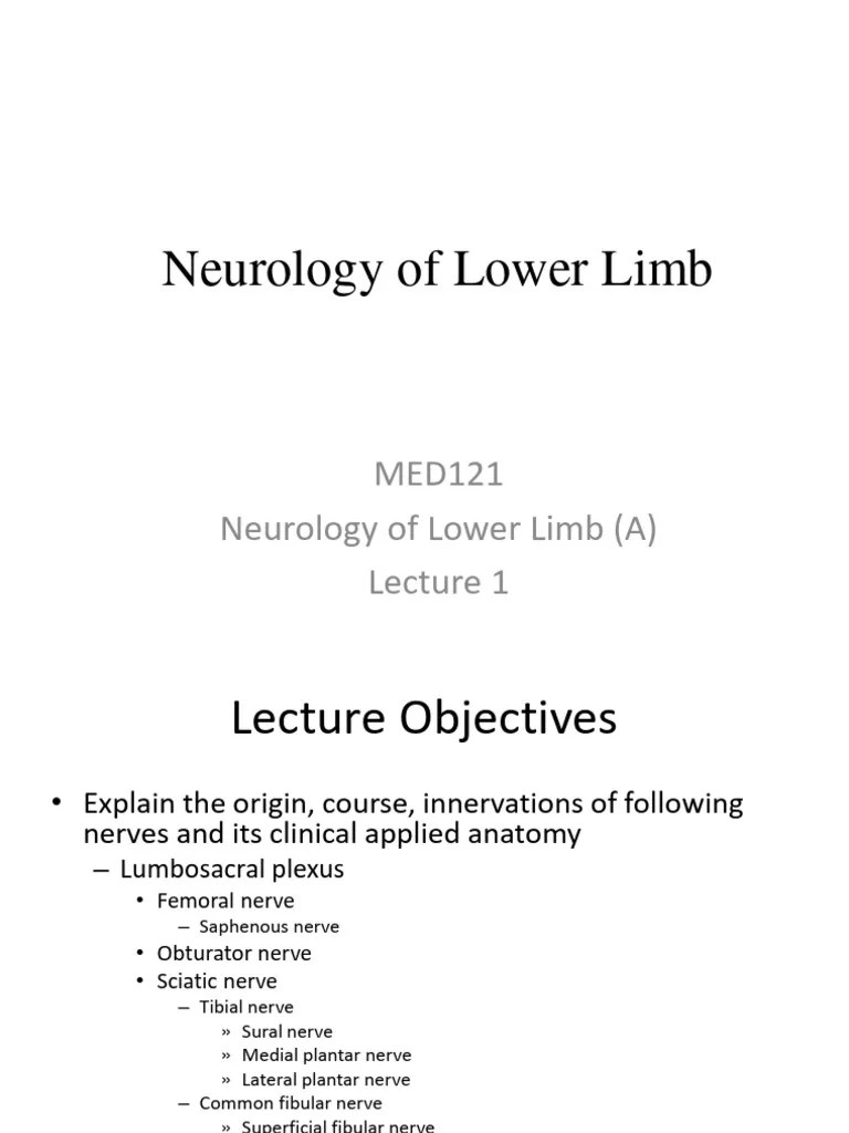 Week 4, Lecture 1 Neurology Of Lower Limb | PDF | Human Leg | Foot