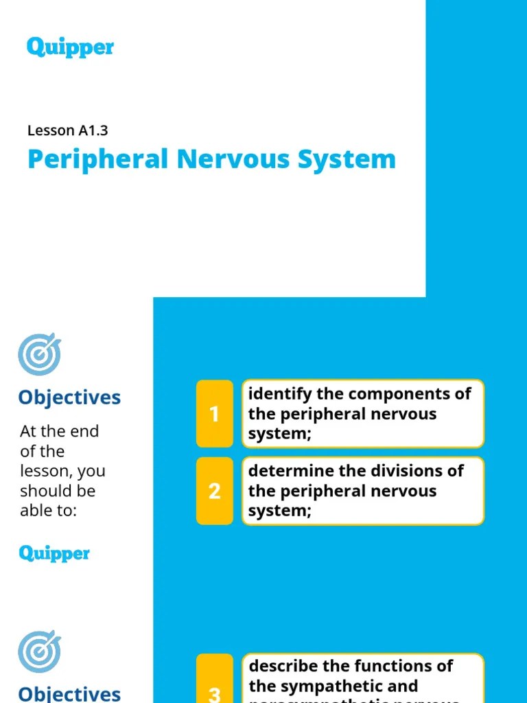 Science 10 A1.3 Peripheral Nervous System | PDF | Nervous System | Nerve