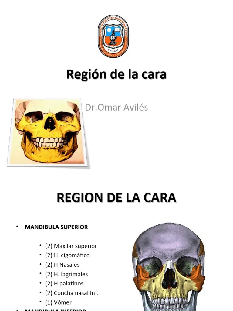 Huesos De La Cara Pdf Sistema Esquel Tico Anatom A - Artistic 8K Landscape Patterns | Free Download