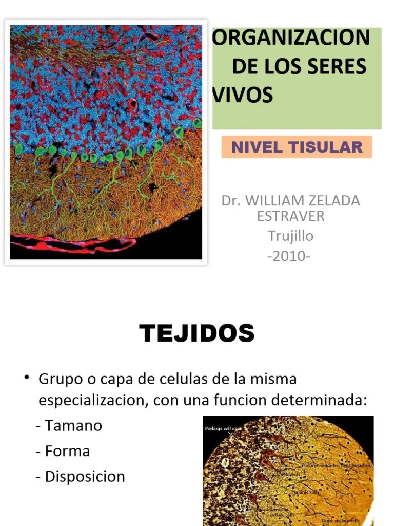 Organizacion De Los Seres Vivos Tejidos | PDF | Sangre | Tejido Conectivo