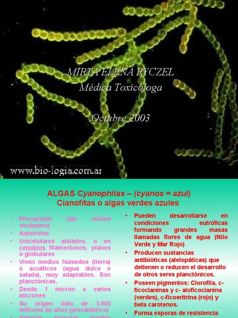 Algas Cianofitas | Descargar Gratis PDF | Algas | Biología