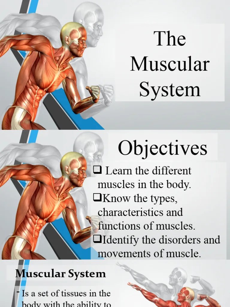 Muscular_System2 | PDF | Anatomical Terms Of Motion | Muscle