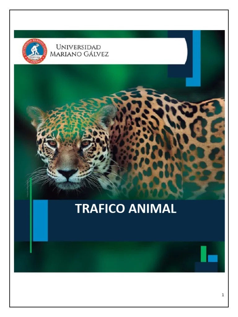 Trafico Animal | PDF | Taxidermia