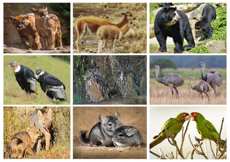 Fauna De La Sierra | PDF