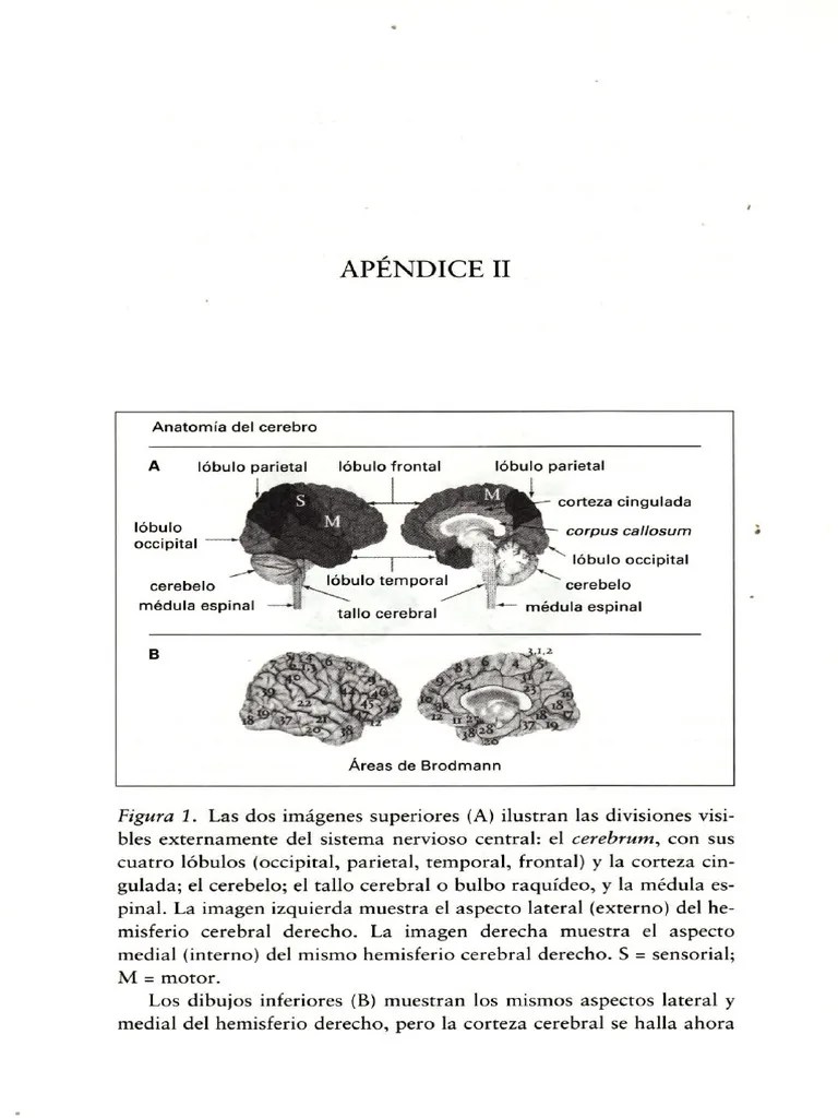 Anatomía Del Cerebro | PDF