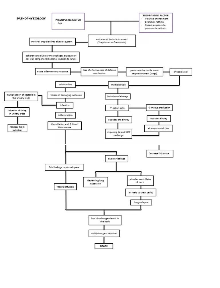 Community Acquired Pneumonia Pathophysiology | PDF | Respiratory Tract | Lung
