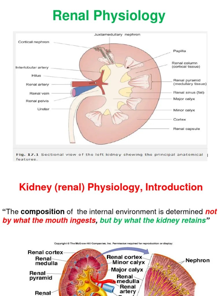 Renal Physiology | PDF